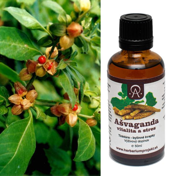 Ašvaganda (Ashwagandha) – stres, spánok a energia | tinktúra 50 ml