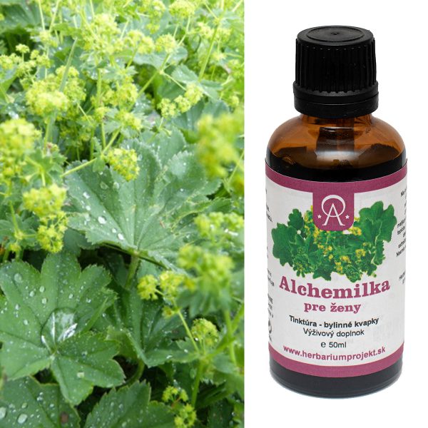 Alchemilka – bylinná tinktúra 50 ml