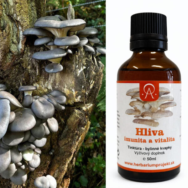 Hliva ustricová (Oyster Mushroom) – tinktúra